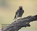 Hirundo_abyssinica_pa2106260