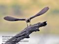 Hirundo_abyssinica_pa2106262