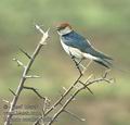 Hirundo_cucullata