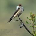 Hirundo_cucullata_ba8637