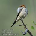 Hirundo_cucullata_ed7502