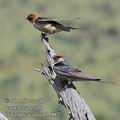 Hirundo_cucullata_fb0002