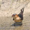 Hirundo_daurica_ae7706