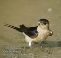 Hirundo_daurica610