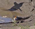 Hirundo_daurica_r999157