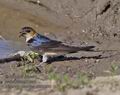 Hirundo_daurica_r999206
