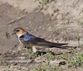 Hirundo_daurica_r999214