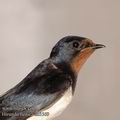 Hirundo_rustica_ab5569