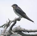 Hirundo_rustica_ad5931