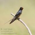 Hirundo_rustica_ae7663