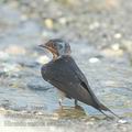 Hirundo_rustica_ae7855