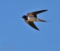 Hirundo_rustica_bs3880