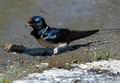 Hirundo_rustica_da4742