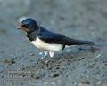 Hirundo_rustica_da4916