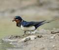 Hirundo_rustica_da5031