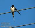 Hirundo_rustica_db0210