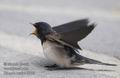 Hirundo_rustica_f5412