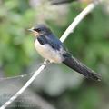 Hirundo_rustica_fe6199