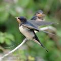 Hirundo_rustica_fe6208