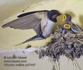 Hirundo_rustica_pd7447