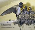 Hirundo_rustica_pd7787