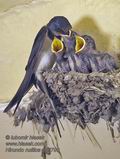 Hirundo_rustica_pd7790