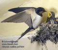 Hirundo_rustica_pd7944