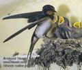 Hirundo_rustica_pd8022