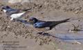 Hirundo_rustica_r999400