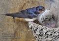 Hirundo_rustica_rc3635