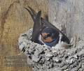 Hirundo_rustica_rc3652