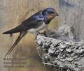 Hirundo_rustica_rc3665