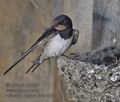 Hirundo_rustica_rc4910