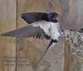 Hirundo_rustica_rc4918