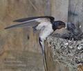 Hirundo_rustica_rc4969