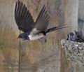 Hirundo_rustica_rc5028