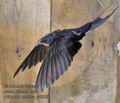 Hirundo_rustica_rc5029