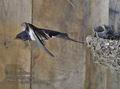 Hirundo_rustica_rc5030