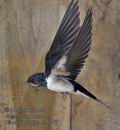 Hirundo_rustica_rc5032