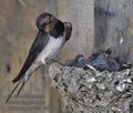 Hirundo_rustica_rc5051