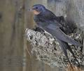 Hirundo_rustica_rc5169