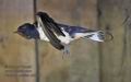 Hirundo_rustica_rc5230