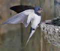 Hirundo_rustica_rc5311