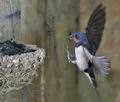 Hirundo_rustica_rc5330