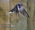 Hirundo_rustica_rc5358