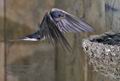 Hirundo_rustica_rc5359