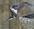 Hirundo_rustica_rc5360