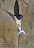 Hirundo_rustica_rc5395