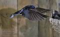 Hirundo_rustica_rc5425