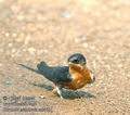 Hirundo_semirufa